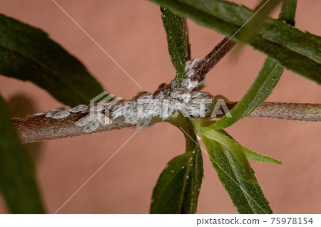 White Mealybugs Insects 75978154
