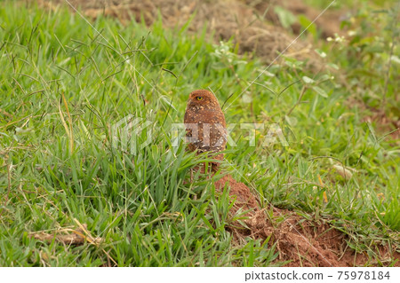 Adult Burrowing Owl 75978184