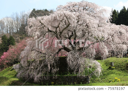 奈良縣的又平櫻盛開 奈良縣的又平櫻盛開 75978197