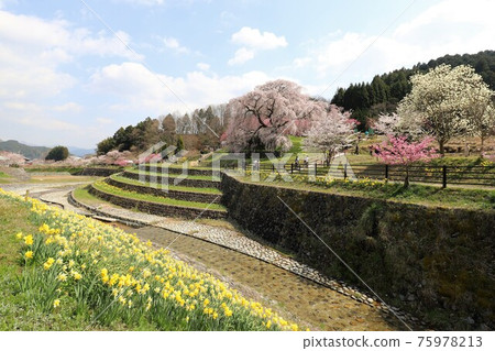 奈良縣的又平櫻盛開 奈良縣的又平櫻盛開 75978213