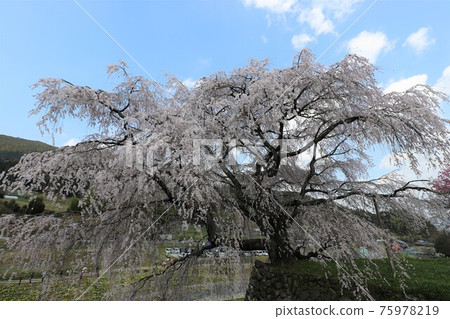奈良縣的又平櫻盛開 奈良縣的又平櫻盛開 75978219