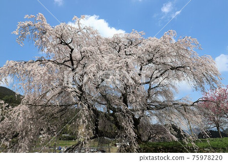 奈良縣的又平櫻盛開 奈良縣的又平櫻盛開 75978220