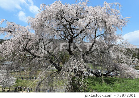 Matabei Sakura in full bloom in Nara Prefecture Matabei Sakura in full bloom in Nara Prefecture 75978301