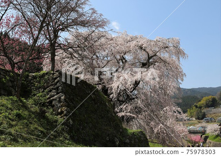 奈良縣的又平櫻盛開 奈良縣的又平櫻盛開 75978303