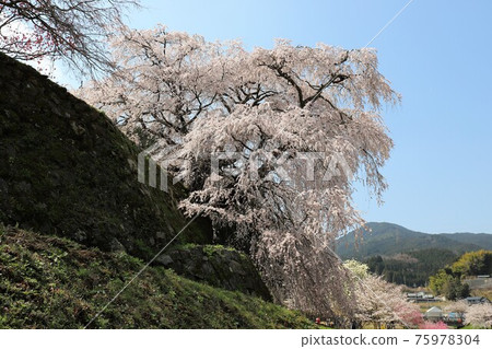 奈良縣的又平櫻盛開 奈良縣的又平櫻盛開 75978304