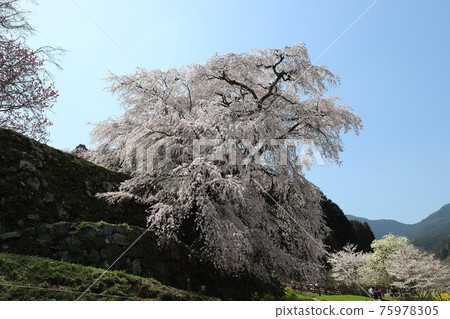 奈良縣的又平櫻盛開 奈良縣的又平櫻盛開 75978305