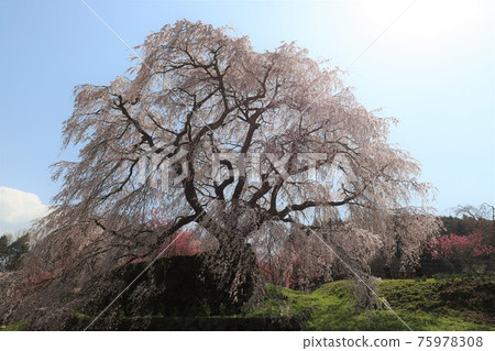 奈良縣的又平櫻盛開 奈良縣的又平櫻盛開 75978308