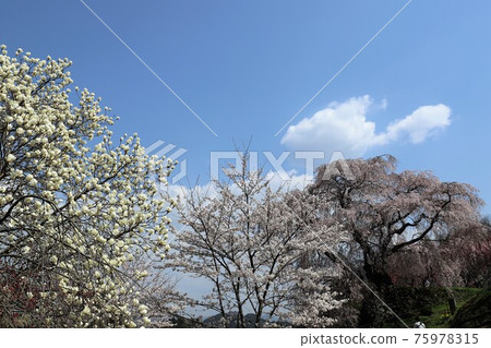 奈良縣的又平櫻盛開 奈良縣的又平櫻盛開 75978315