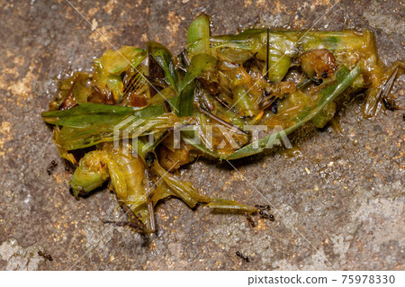 Dead Conehead Katydid 75978330