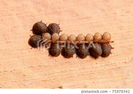 Stink Bugs Nymphs 75978342