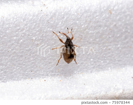 Adult true Weevil 75978344