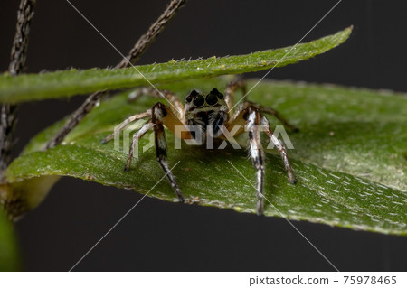 Small Jumping spider 75978465