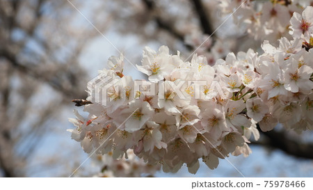 櫻花 櫻 賞櫻 75978466