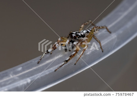 Small Jumping spider 75978467