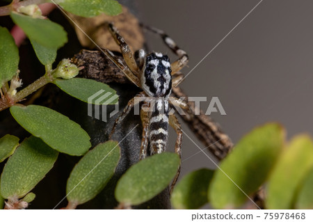 Small Jumping spider 75978468