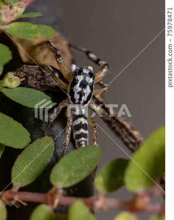 Small Jumping spider 75978471