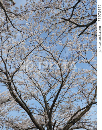 櫻花 櫻 賞櫻 75978472