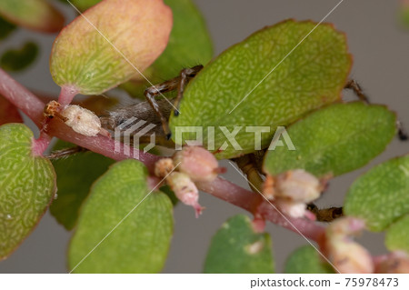 Small Jumping spider 75978473