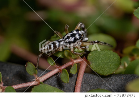 Small Jumping spider 75978475