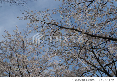 櫻花 櫻 賞櫻 75978476