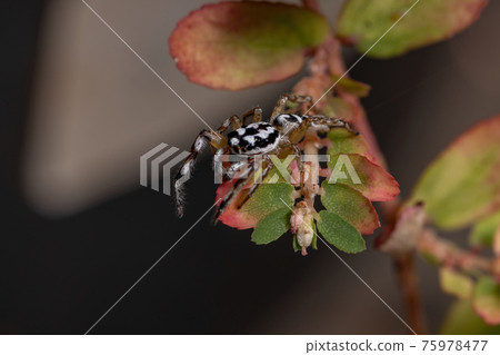 Small Jumping spider 75978477