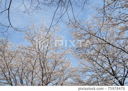 櫻花 櫻 賞櫻 75978478