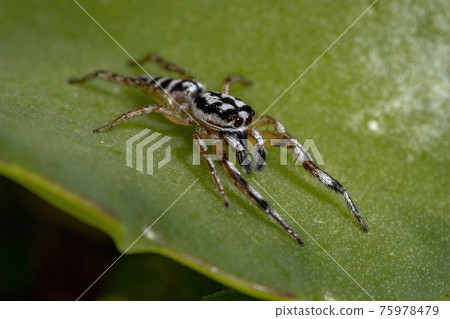 Small Jumping spider 75978479