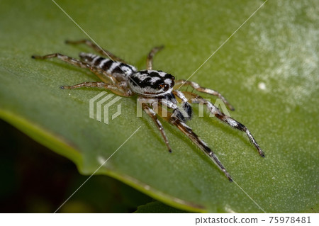 Small Jumping spider 75978481