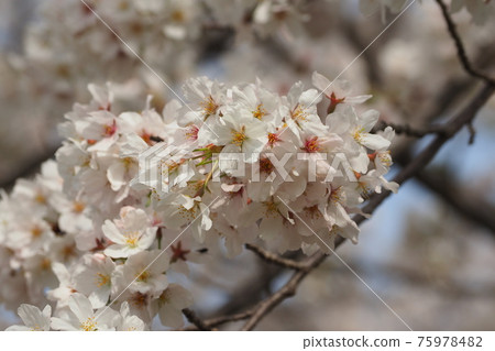 櫻花 櫻 賞櫻 75978482