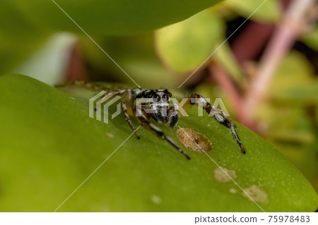 Small Jumping spider 75978483