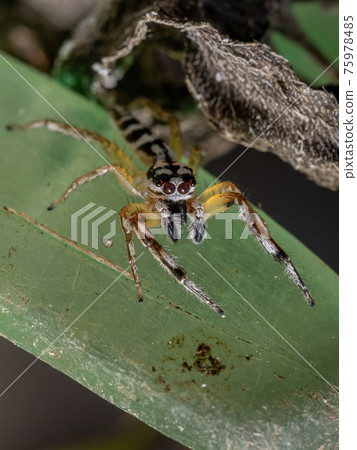 Small Jumping spider 75978485