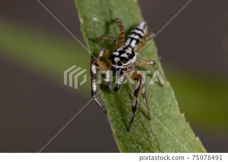 Small Jumping spider 75978491