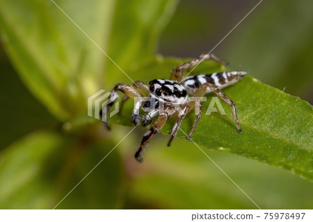 Small Jumping spider 75978497