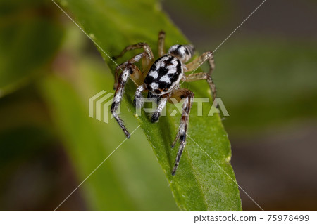 Small Jumping spider 75978499