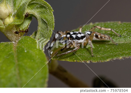 Small Jumping spider 75978504