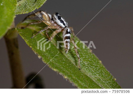 Small Jumping spider 75978506