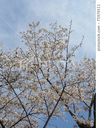 櫻花 櫻 賞櫻 75978511