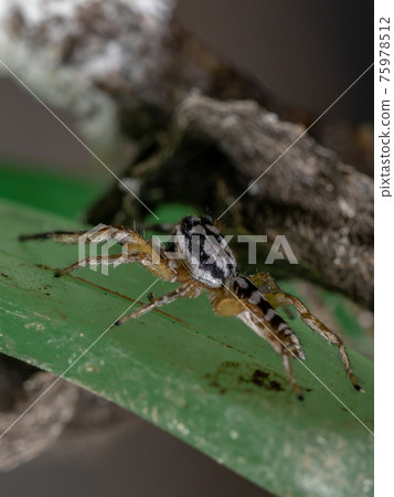 Small Jumping spider 75978512