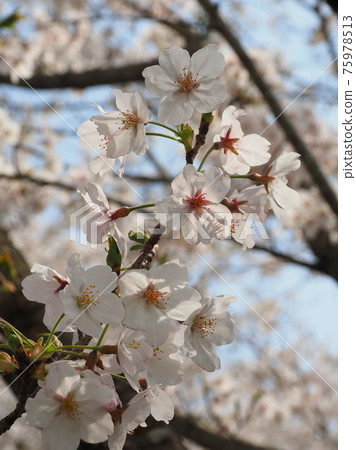 櫻花 櫻 賞櫻 75978513