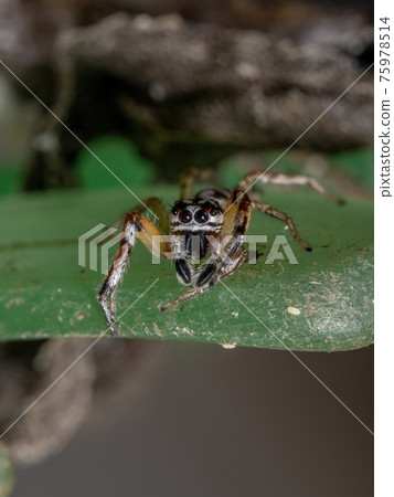 Small Jumping spider 75978514