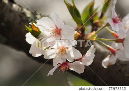 櫻花 櫻 賞櫻 75978515