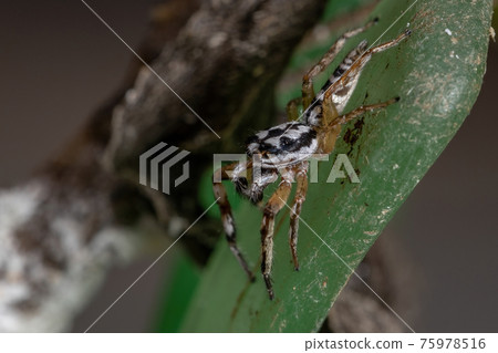 Small Jumping spider 75978516