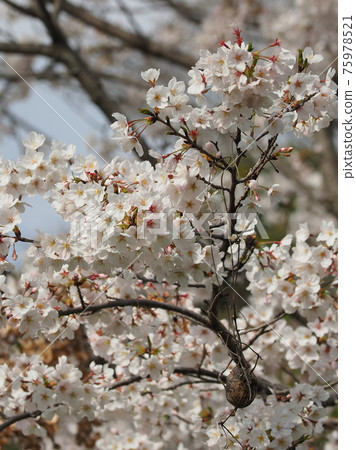 櫻花 櫻 賞櫻 75978521