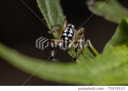 Small Jumping spider 75978523