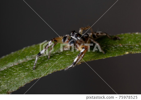 Small Jumping spider 75978525