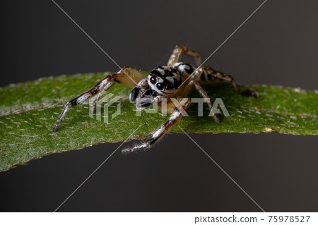 Small Jumping spider 75978527