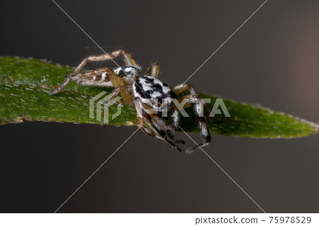 Small Jumping spider 75978529