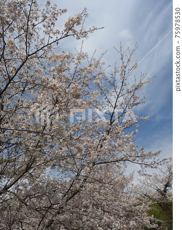櫻花 櫻 賞櫻 75978530