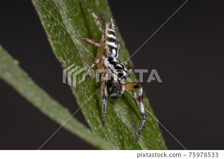 Small Jumping spider 75978533