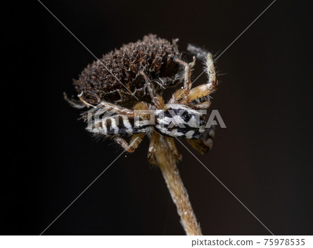 Small Jumping spider 75978535